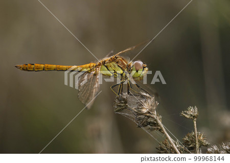 Closeup on the vagrant darter dragonfly, Sympetrum vulgatum against a dark background 99968144