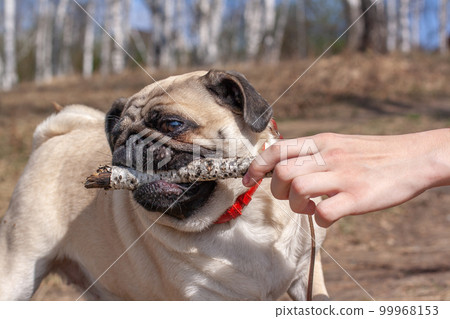 Pug pulls a stick out of a human hand against a blurred forest. Red leather collar. Copy space. Horizontal. Pug pulls a stick out of a human hand against a blurred forest. Red leather collar. Copy space. Horizontal. 99968153