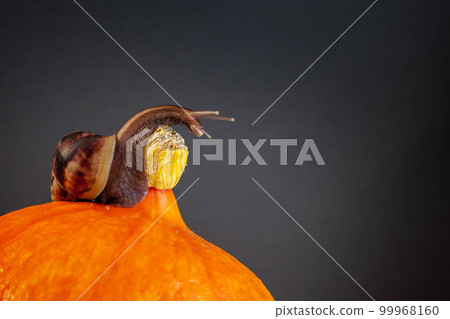 A large snail with an elongated neck on a pumpkin. Orange pumpkin, brown snail with long tentacles. Copy space. Vignette. A large snail with an elongated neck on a pumpkin. Orange pumpkin, brown snail with long tentacles. Copy space. Vignette. 99968160