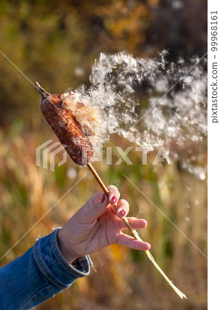 A cattail on a stalk in a female hand scatters in the wind on an autumn blurred background. Selective focus on the fluff. A cattail on a stalk in a female hand scatters in the wind on an autumn blurred background. Selective focus on the fluff. 99968161