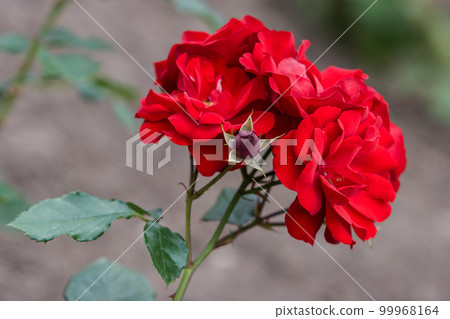 Red shrub rose with a blurred background with selective focus. There is one undiscovered burgundy flower bud.The leaves are green. Red shrub rose with a blurred background with selective focus. There is one undiscovered burgundy flower bud.The leaves are green. 99968164