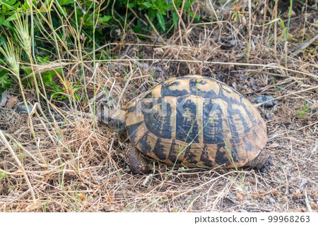 Hermann's tortoise (Testudo hermanni) on the grass. Hermann's tortoises are small to medium-sized tortoises from southern Europe. Hermann's tortoise (Testudo hermanni) on the grass. Hermann's tortoises are small to medium-sized tortoises from southern Europe. 99968263