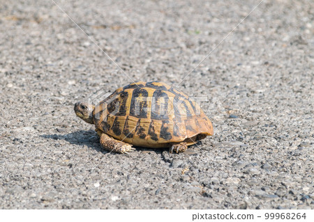 Hermann's tortoise (Testudo hermanni) on the road in Montenegro. 99968264