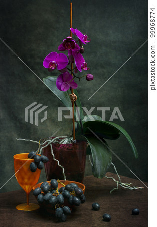 Phalaenopsis orchid bush in a pot on a dark background with grapes Phalaenopsis orchid bush in a pot on a dark background with grapes 99968774