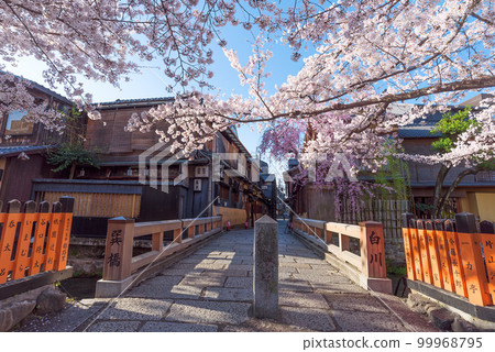 櫻花盛開的京都祗園白川辰巳橋 櫻花盛開的京都祗園白川辰巳橋 99968795