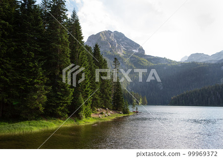 Mountain landscape, Durmitor National Park, Montenegro. Beautiful view of the lake benches near the lake in a beautiful forest. 99969372