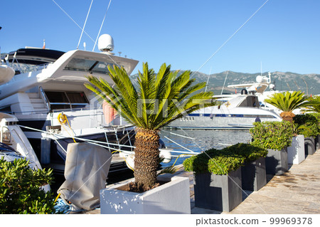 A very beautiful palm tree in the middle of the yacht parking on the pier in Montenegro. Travel, vacation, vacation at sea. 99969378