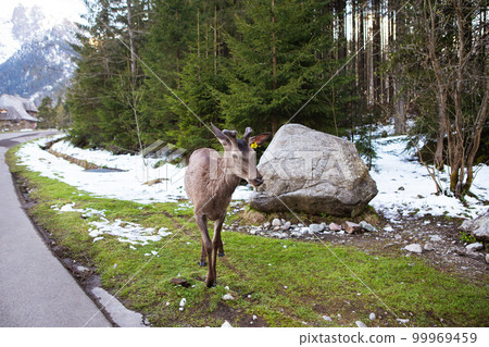 Adult deer looking at the camera near the road among the forest. Wildlife, free animal 99969459