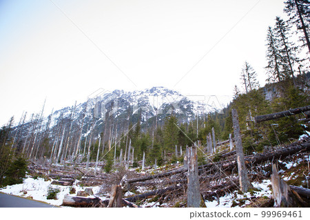 Beautiful views of the snow-capped mountains and dry trees. Beautiful views of the snow-capped mountains and dry trees. 99969461