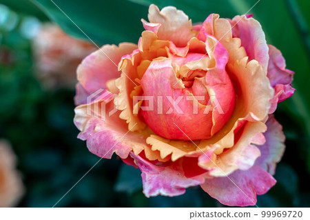 Pink striped rose flower with green leaves in the garden. 99969720