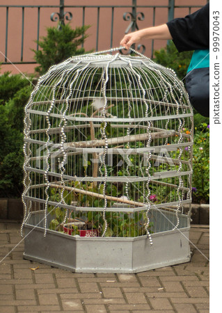 girl trying to lift a huge cage for birds girl trying to lift a huge cage for birds 99970043