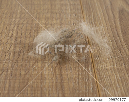 dangerous allergens inside the house 99970177