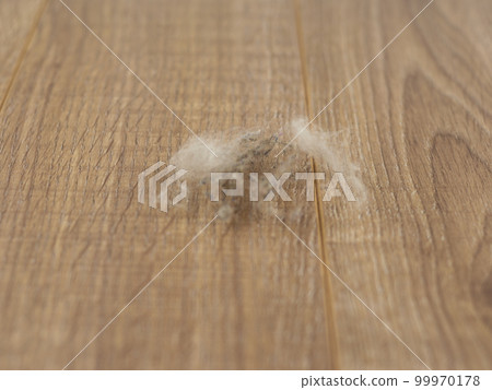 dangerous allergens inside the house 99970178