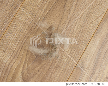 dangerous allergens inside the home 99970180