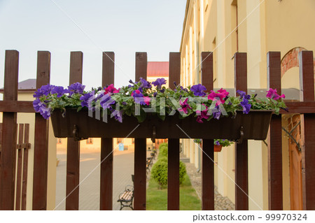 a long pot of flowers hanging on a wooden fence as a summer decoration in the city 99970324
