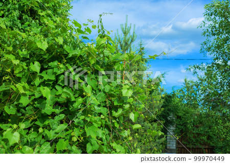 leaves of a green vineyard against a bright blue sky 99970449
