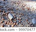 Many fallen acorns and nuts 99970477