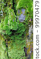 Green moss and moss on trees 99970479