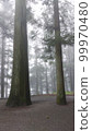 Mysterious trees floating in the morning mist 99970480