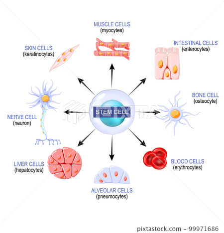 Stem cells from a blastocyst Stem cells from a blastocyst 99971686