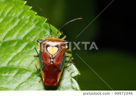 Esakimon stink bug 99972846