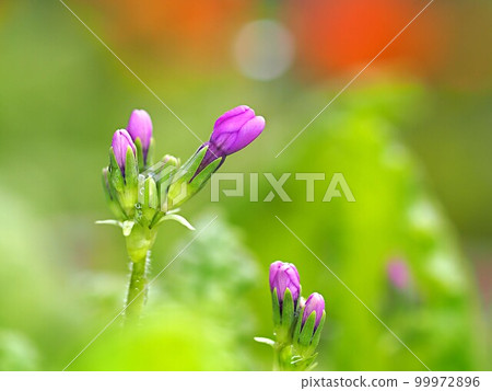 Japanese primrose buds waiting to bloom Japanese primrose buds waiting to bloom 99972896