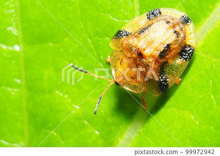 Yotsu Monkey Beetle Yotsu Monkey Beetle 99972942