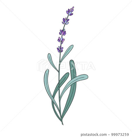Lavender flower. Provence floral herb with purple blooms. Botanical drawing of French field Lavandula. Blossomed lavander. Colored hand-drawn vector illustration isolated on white background Lavender flower. Provence floral herb with purple blooms. Botanical drawing of French field Lavandula. Blossomed lavander. Colored hand-drawn vector illustration isolated on white background 99973259
