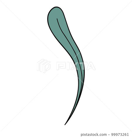 Lavender flower. Provence floral herb with purple blooms. Botanical drawing of French field Lavandula. Blossomed lavander. Colored hand-drawn vector illustration isolated on white background Lavender flower. Provence floral herb with purple blooms. Botanical drawing of French field Lavandula. Blossomed lavander. Colored hand-drawn vector illustration isolated on white background 99973261