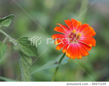 Upstroke flowers up 99973295