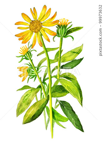 Arnica montana medicinal plant isolated on white background. Generative AI illustration in watercolor style 99973632