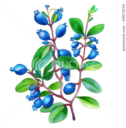 Bilberry (blueberry) plant with fruits isolated on white background. Generative AI illustration in watercolor style 99973634