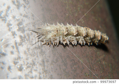 Larvae 99973697