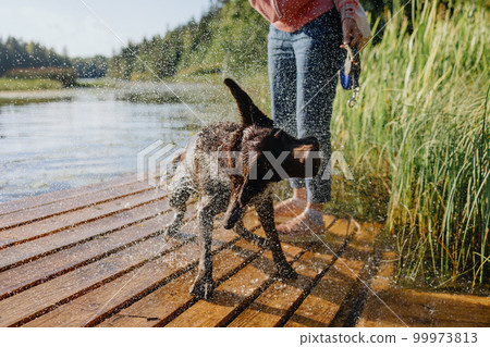 dog chocolate labrador retriever shakes off after jumping into lake from pier, pet waterfowl animal dog chocolate labrador retriever shakes off after jumping into lake from pier, pet waterfowl animal 99973813