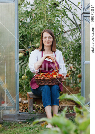 woman in garden with wicker basket of red tomatoes stands on farm. grow fresh raw vegetables 99973814