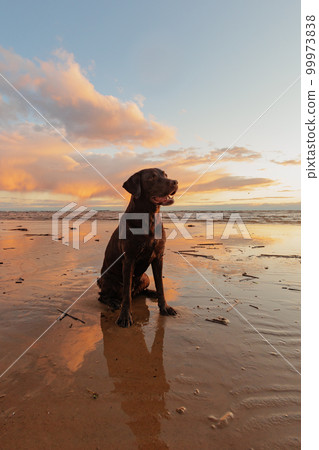 labrador retriever dog sitting on sandy beach at sunset, walking by sea at dusk. labrador retriever dog sitting on sandy beach at sunset, walking by sea at dusk. 99973838