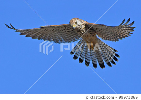 Kestrel flying in blue sky Kestrel flying in blue sky 99973869
