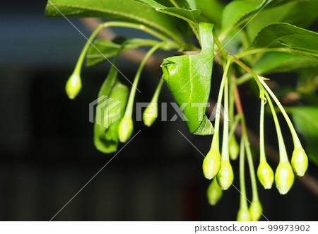 Styrax buds in the cradle of Ego Tsurukubiotoshibumi Styrax buds in the cradle of Ego Tsurukubiotoshibumi 99973902