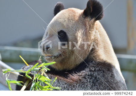 好吃的吃竹子的吉濱 好吃的吃竹子的吉濱 99974242