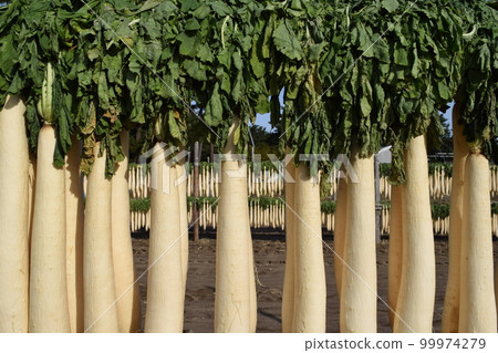 Harvesting radishes Sun-dried Shonai, Yamagata Prefecture 99974279