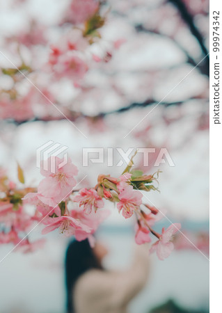 Photo of a woman standing in a cherry blossom background Photo of a woman standing in a cherry blossom background 99974342