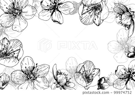 Sakura flowers blossom frame, hand drawn line ink style. Cure doodle cherry plant vector illustration Sakura flowers blossom frame, hand drawn line ink style. Cure doodle cherry plant vector illustration 99974752
