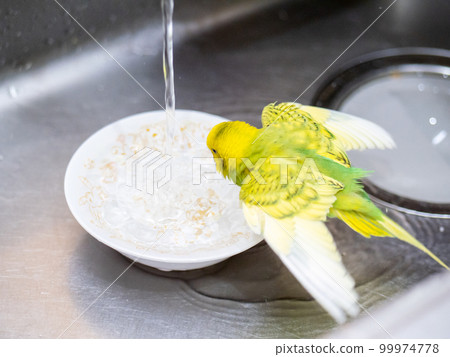 [Pet] Budgerigar taking a bath 99974778