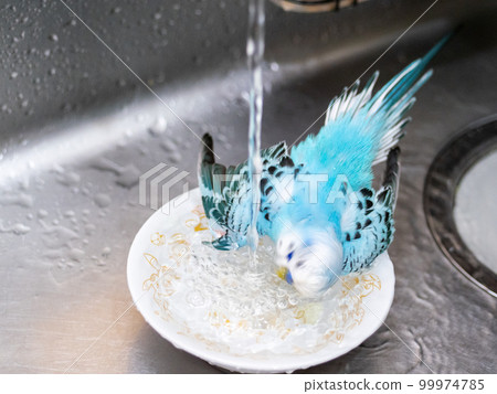 [Pet] Budgerigar taking a bath 99974785