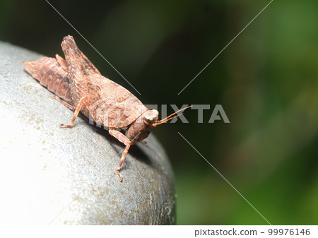 A type of Tetrigidae 99976146