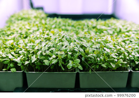 beautiful green micro-pods in pots 99976200