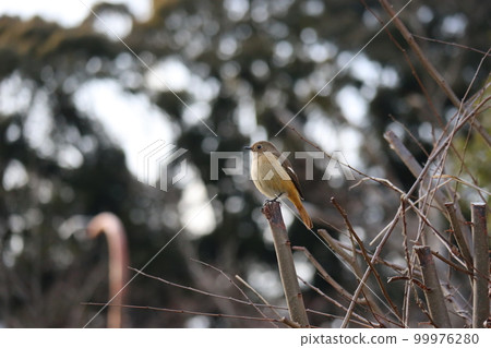 一隻 Daurian 紅尾鴝棲息在樹尖的風景 99976280