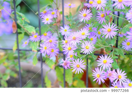 藍色雛菊花 99977266