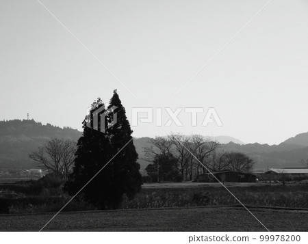 大樹和鄉村風光 99978200
