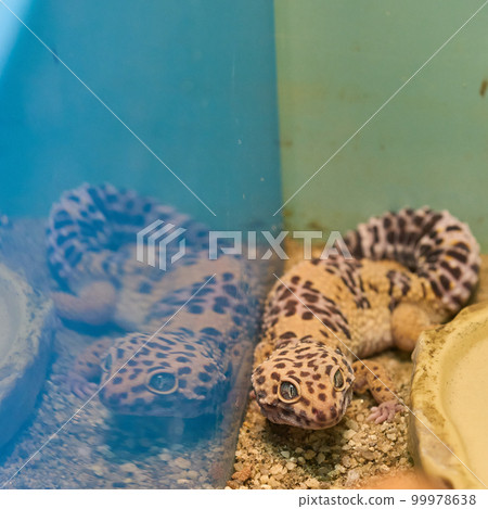 Leopard gecko Leopard gecko 99978638